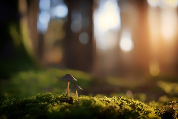 macro photos of nature mushrooms