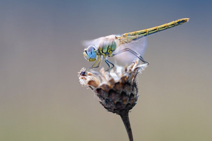 macro photos of nature dragonfly