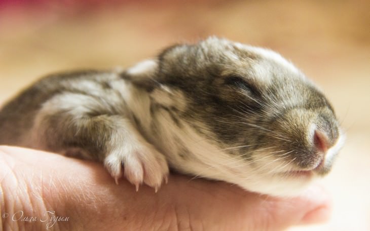 macro photos of nature Baby Bunny