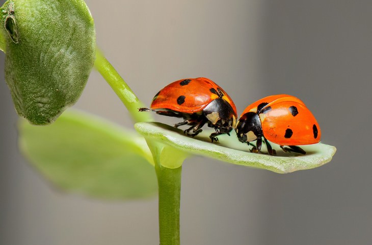 macro photos of nature ladybugs