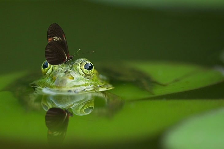 macro photos of nature frog and butterfly