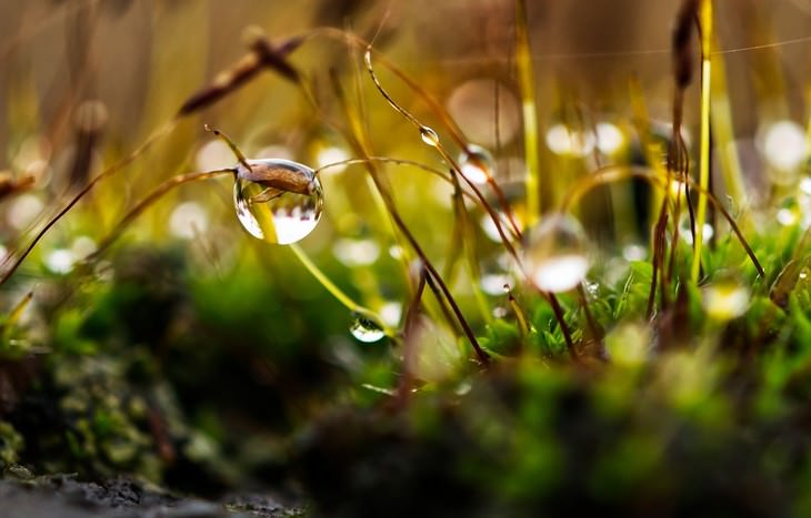 macro photos of nature