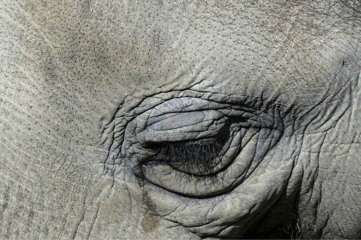 macro photos of nature Elephant Sheds a Tear