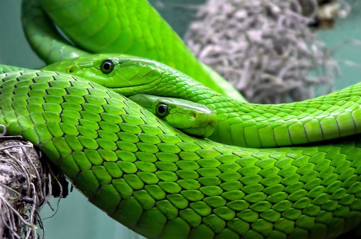 macro photos of nature green snakes