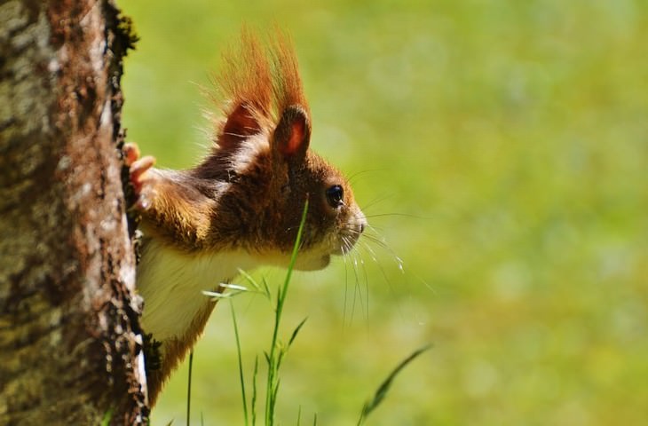 macro photos of nature