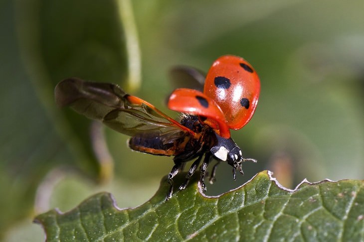 macro photos of nature ladybug