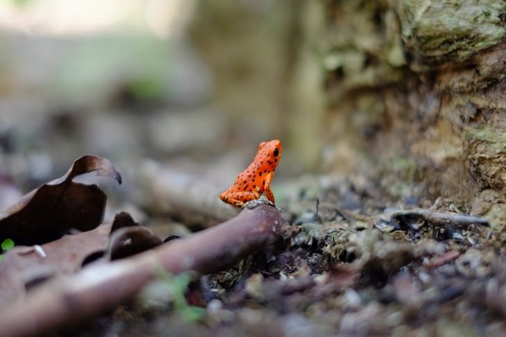 macro photos of nature frog in a forest