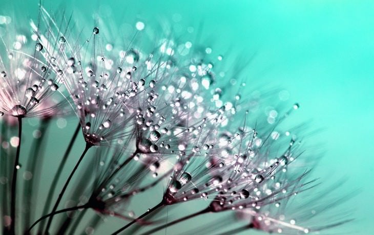 macro photos of nature dandelion