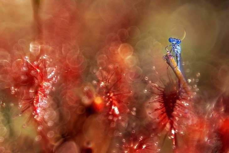 macro photos of nature blue dragonfly