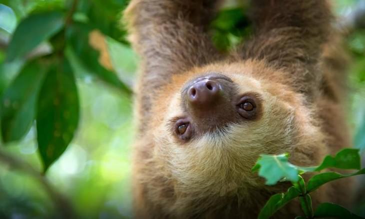 macro photos of nature sloth in a tree