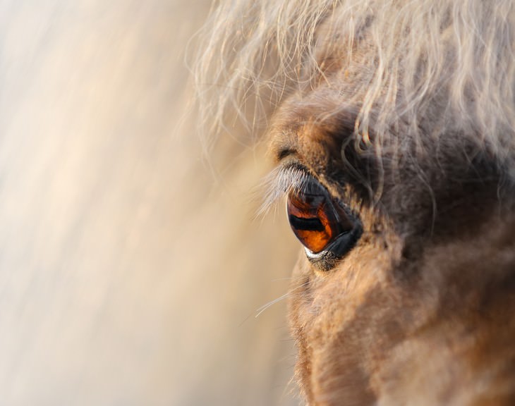 macro photos of nature horse