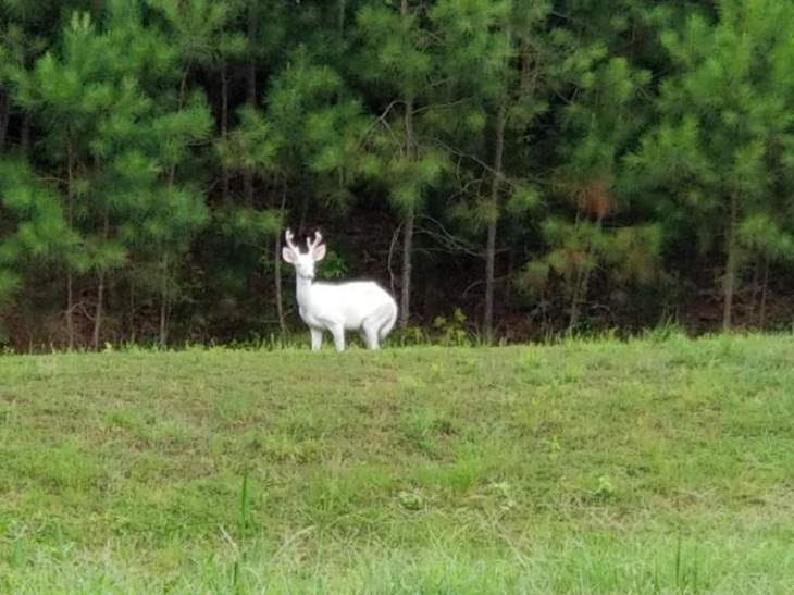 Rare Pictures Albino Buck