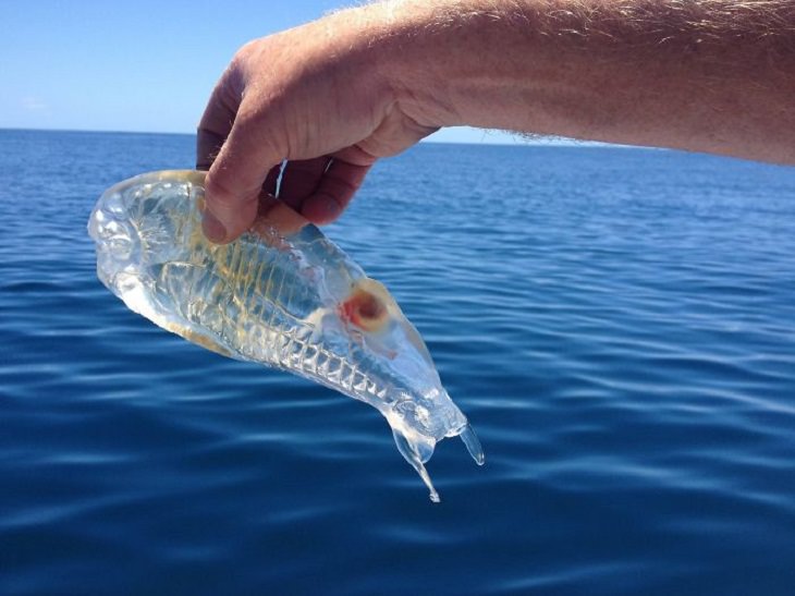 Rare Pictures transparent fish