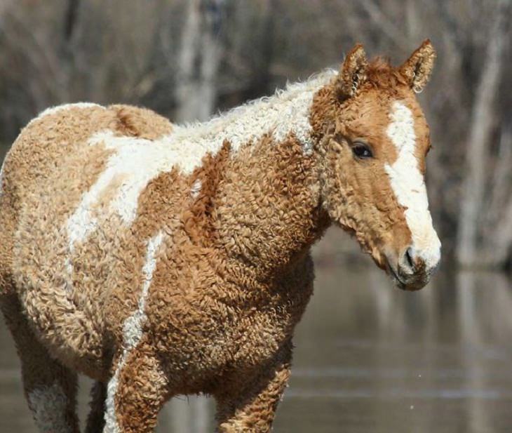 Rare Pictures Bashkir Curly Horse