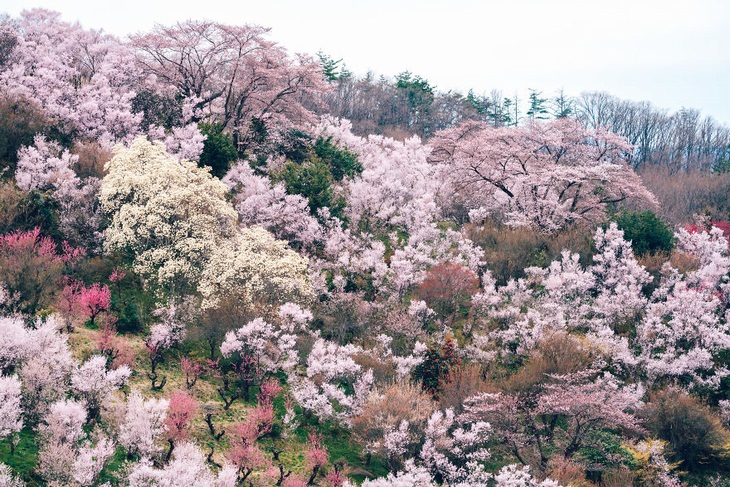 Spring Season, Hanamiyama Park