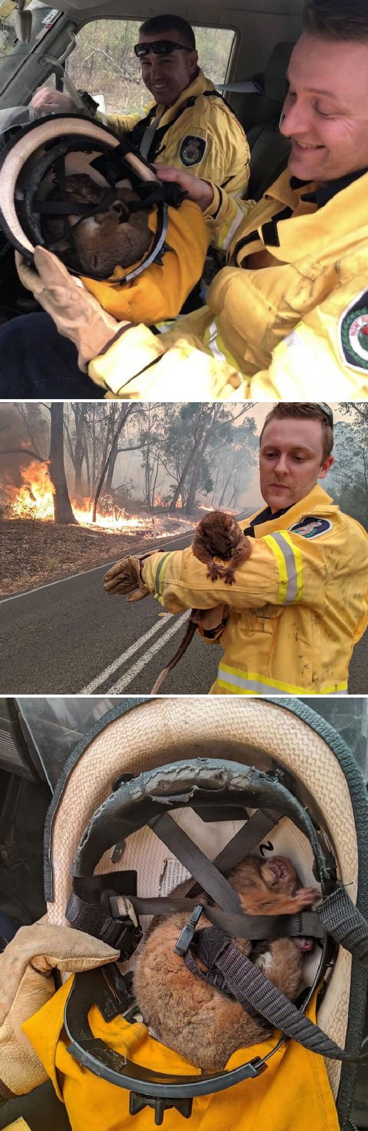 Australian Animals Saved from Fires The poor little guy is so tired it fell asleep in the helmet!