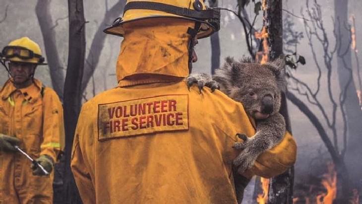 Australian Animals Saved from Fires Fire fighter saving a koala from a burning forest