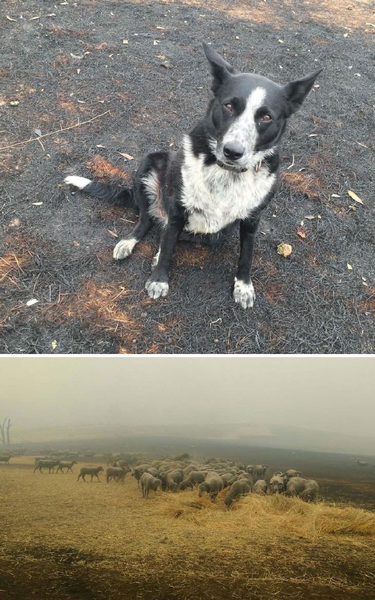 Australian Animals Saved from Fires This dog saved a whole flock of sheep from the devastating fires by steering them into safety