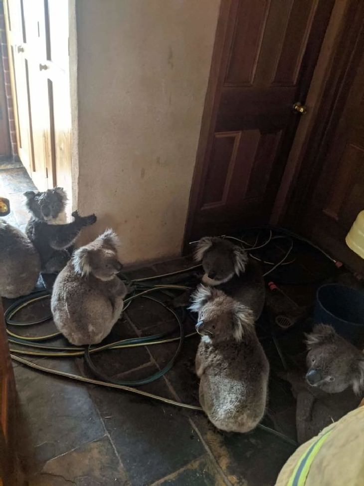 Australian Animals Saved from Fires Koalas rescued from fires in a home in Cudlee Creek, South Australia