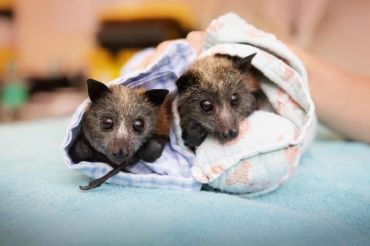 Australian Animals Saved from Fires Over 600 bats evacuated in New South Wales due to fire