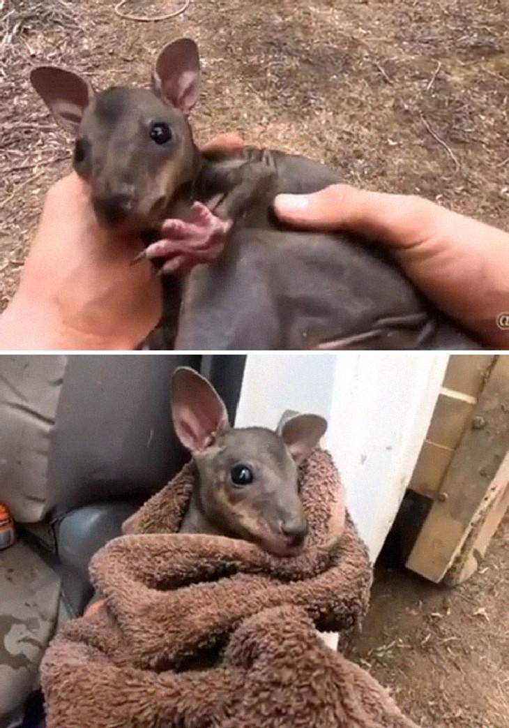 Australian Animals Saved from Fires Filmmaker saved a baby kangaroo left all by itself