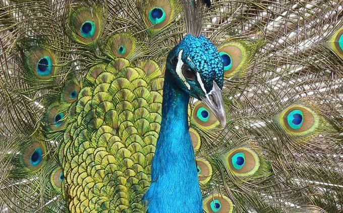 peacock