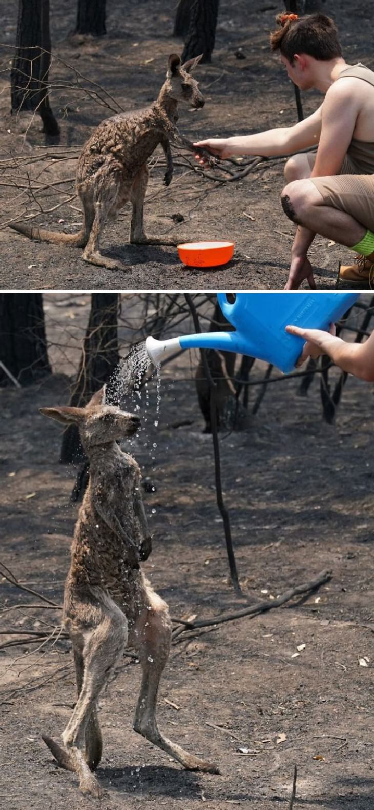 Australian Animals Saved from Fires Kangaroo showered with water after approaching humans to seek help
