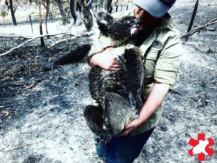 Australian Animals Saved from Fires Koala being saved from the fire by a volunteer