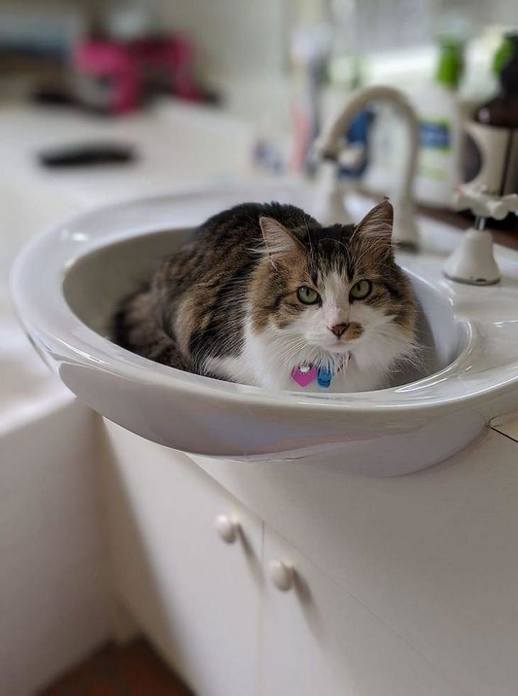 Gatos graciosos, únicos e irresistiblemente peludos, gato en el lavamanos