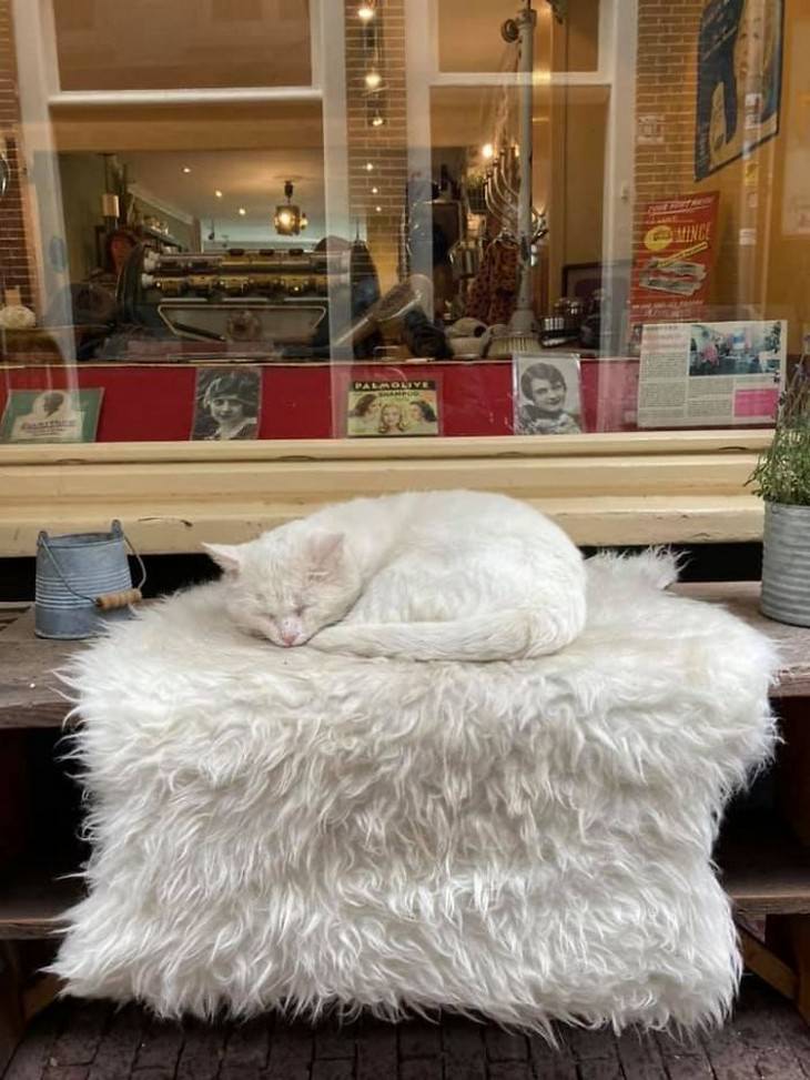Gatos graciosos, únicos e irresistiblemente peludos, gato blanco en silla blanca