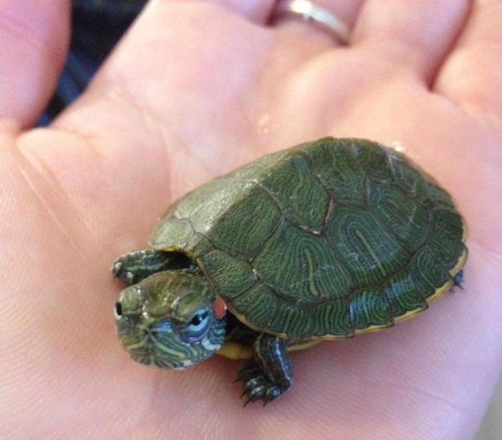  Funny Animal Reactions, turtle