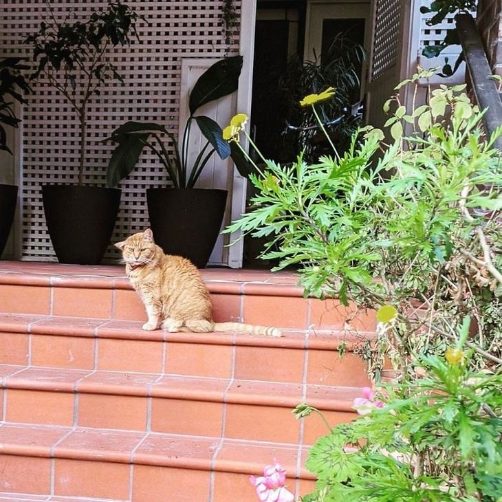 Gatos graciosos, únicos e irresistiblemente peludos, gato en escaleras