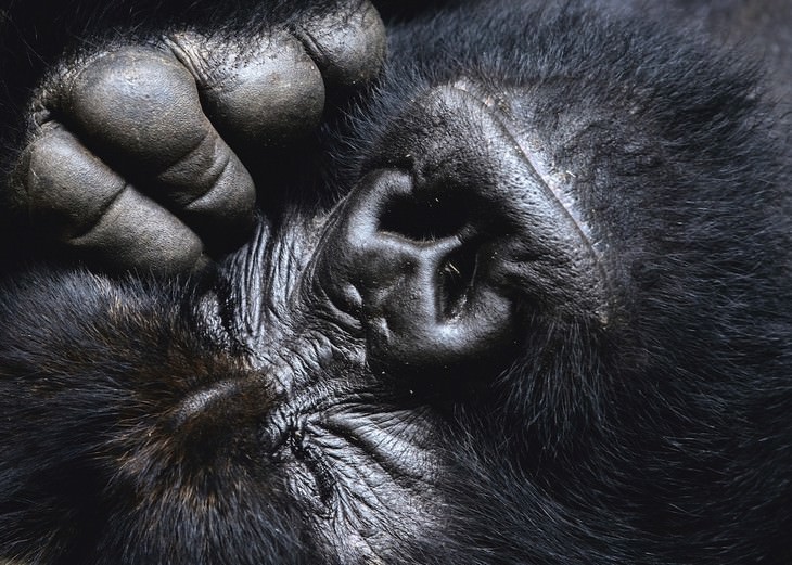 Wildlife Photography with an Inspiring Backstory, gorilla face