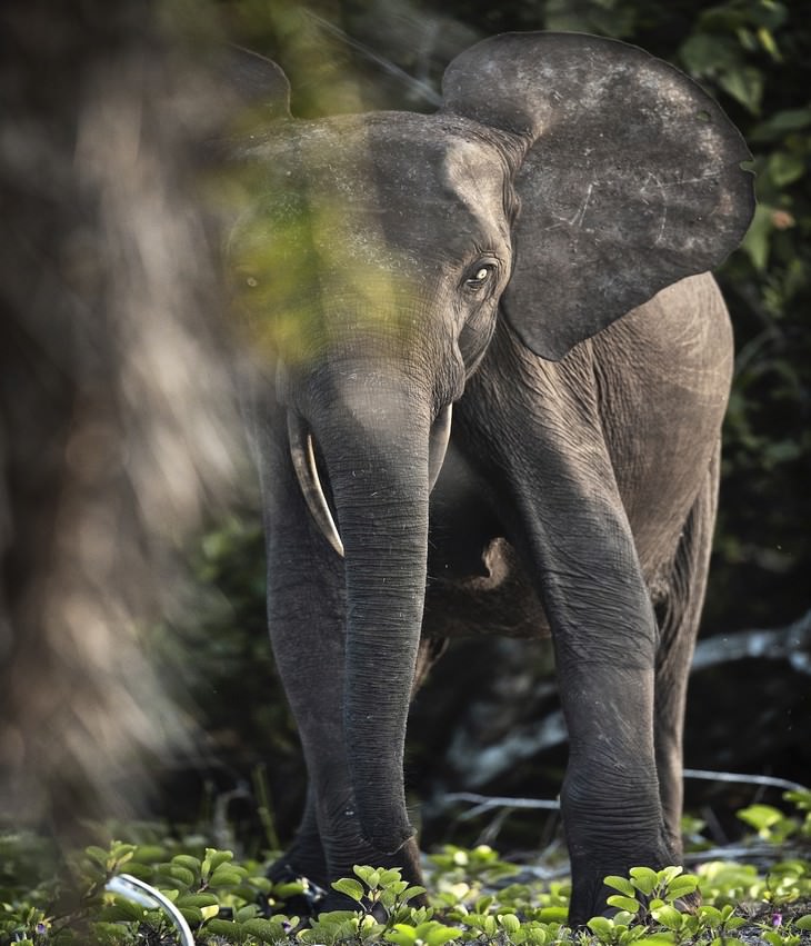 Wildlife Photography with an Inspiring Backstory, elephant
