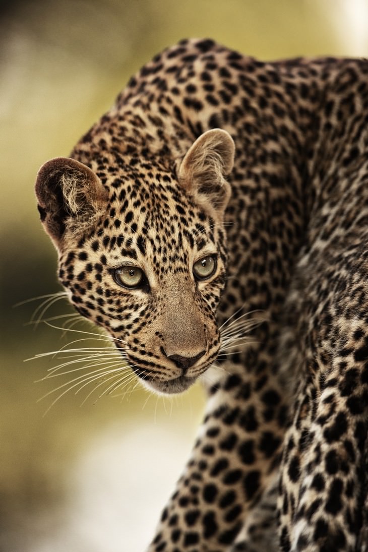 Wildlife Photography with an Inspiring Backstory, cheetah