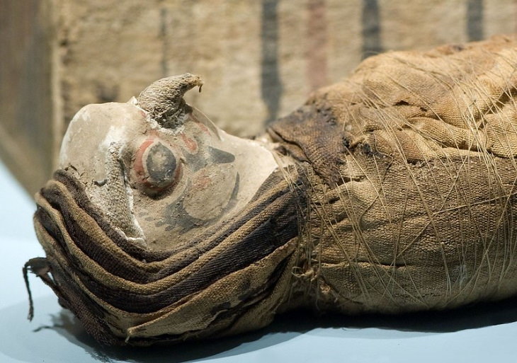 History Facts mummified falcon