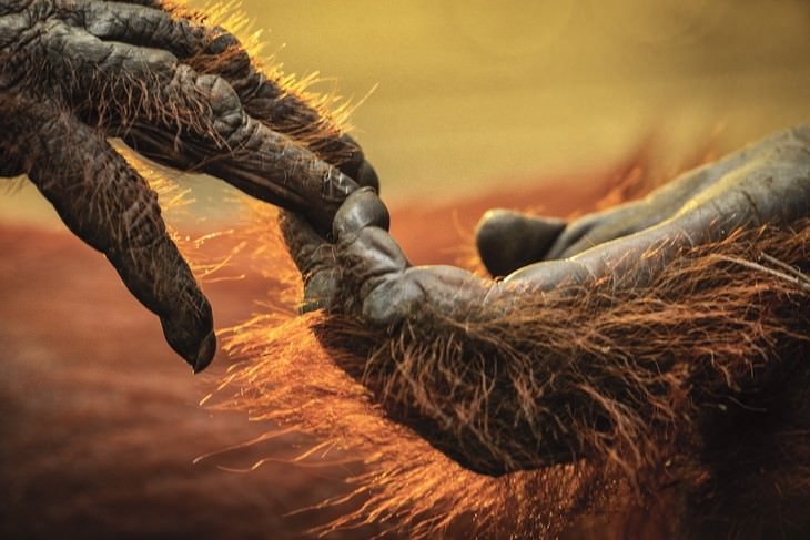 Wildlife Photography with an Inspiring Backstory, gorilla holding hands