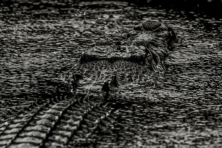 Wildlife Photography with an Inspiring Backstory, crocodile