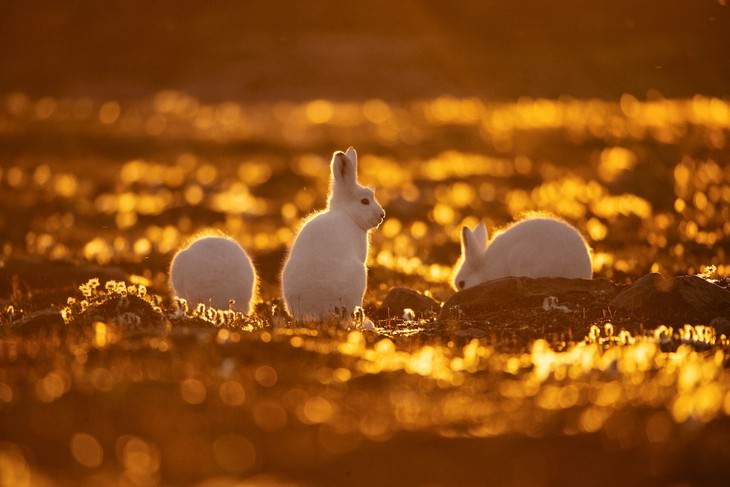 Wildlife Photography with an Inspiring Backstory, rabbit