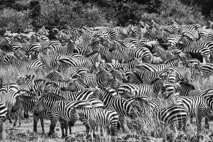 Wildlife Photography with an Inspiring Backstory, zebra