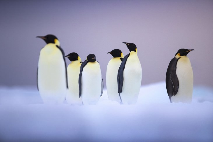 Wildlife Photography with an Inspiring Backstory, penguins
