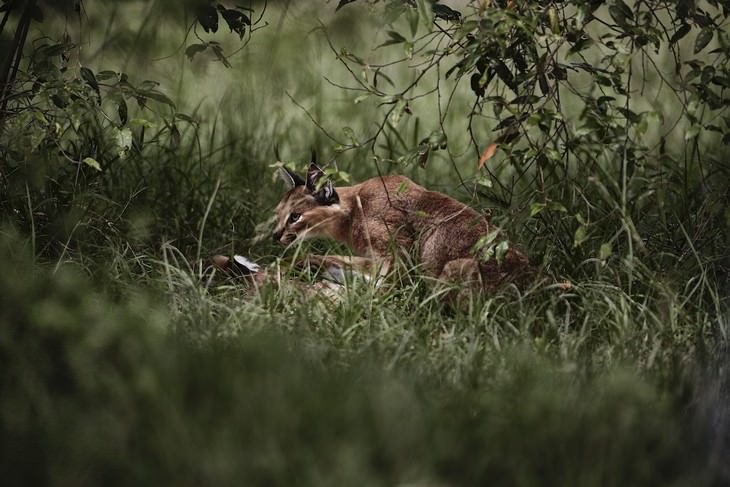 Wildlife Photography with an Inspiring Backstory, wild cat