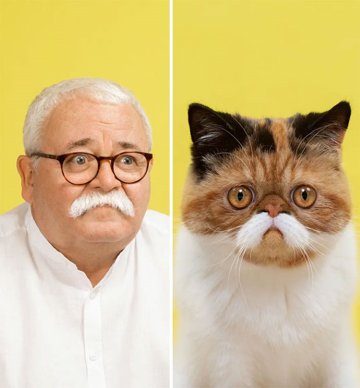 Gerrard Gethings cats and owners white moustache
