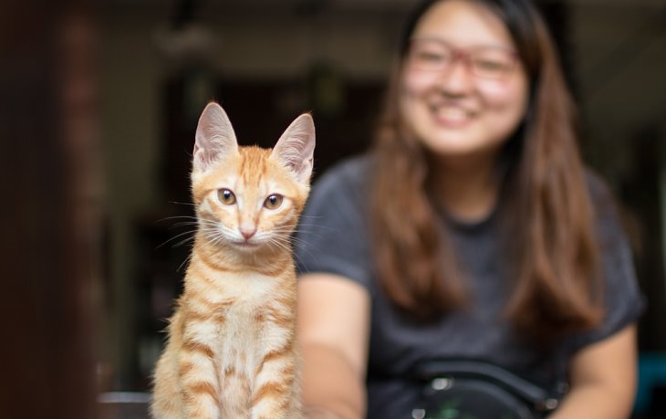Cat Owners, orange cat