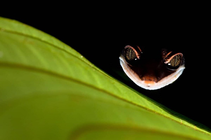 Close-Up Photographer, Gecko