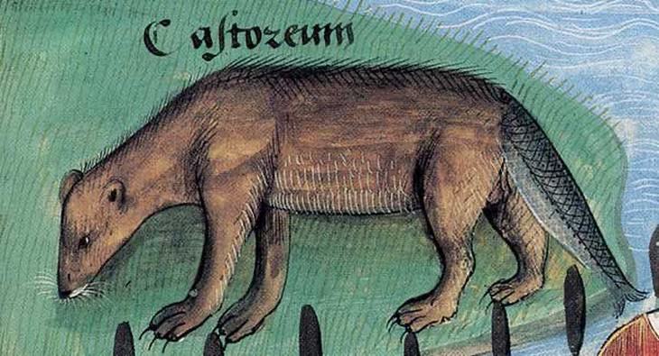 Hilarious Medieval Paintings of Animals, beaver