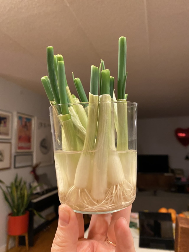 grocery tips how to regrow scallions