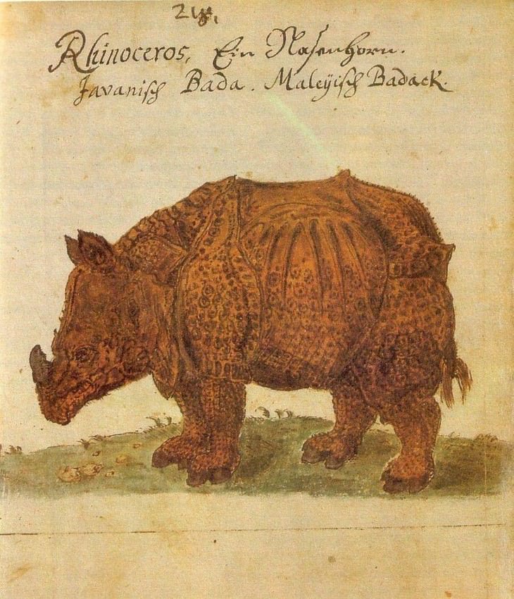Hilarious Medieval Paintings of Animals, rhinoceros