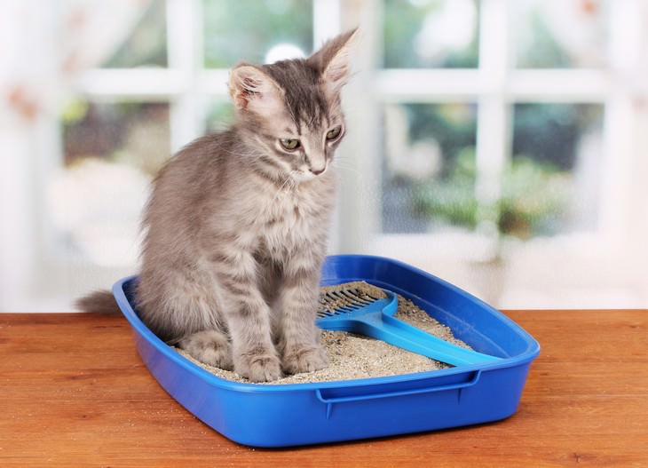 Potentially Dangerous House Odors, cat in litterbox