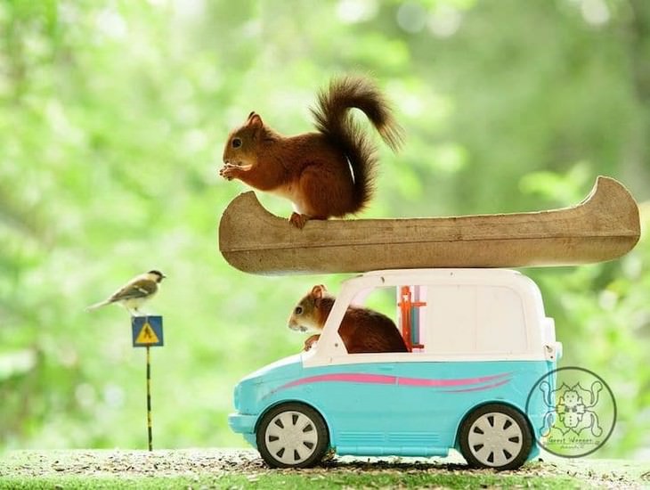 Adorable Photos of Squirrels Engage with Tiny Object by Geert Weggen, mini van and Kanoo